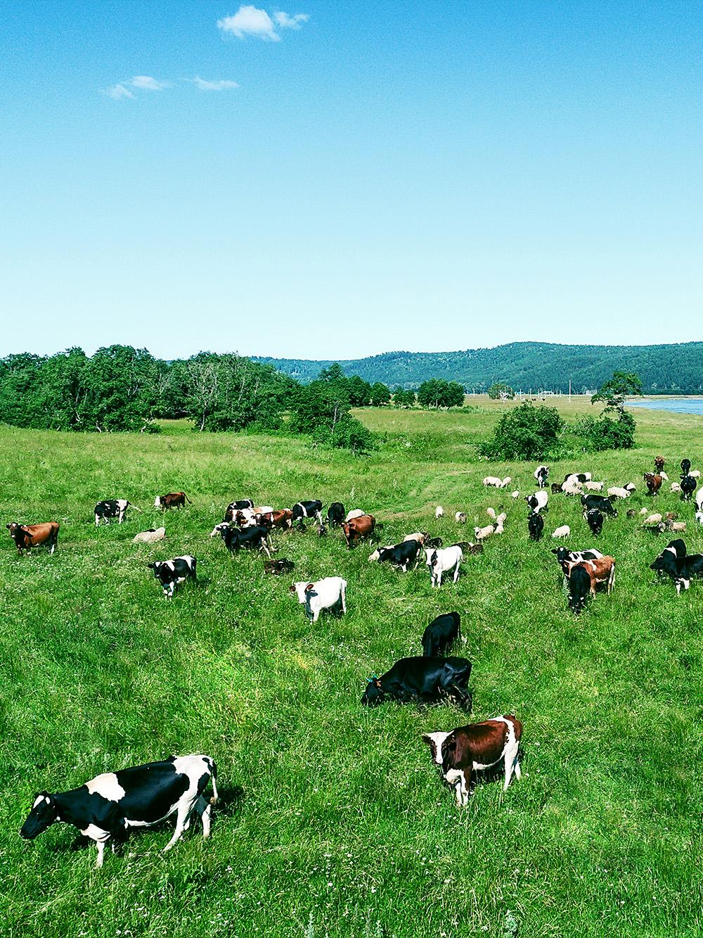Beef XL Pasture Mix